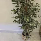 شجر