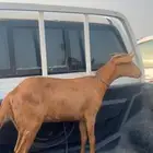 عناق للبيع