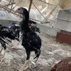 دجاج سندي بيور فاخر