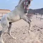 مهر شعبي شيخ البيع سمح