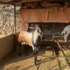 تيس فحل اوشح ادهم