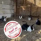 ارانب ( تم البيع )