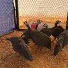 دجاج حبشي