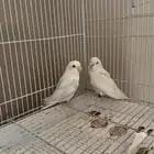 زوج روز