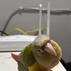 كنيور مفطوم