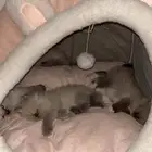 قطط هملايا . للبيع .العمر شهرين معقمه ومافيه اي شي .