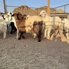 طليان ورخال