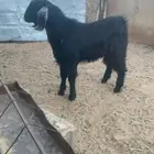 تيس جذع مخصي كفو