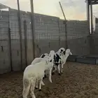 خرفان سواكن