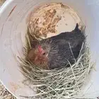 دجاج 2 ديك 1