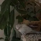 بغبغاء كويكر