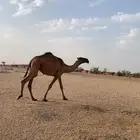 بكره حقه دبيانيه