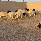 طليان برابر