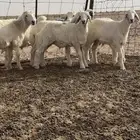 بهم العمر اربع اشهور 7