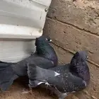 حمام مهجن وقاضي