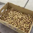 تمر جسب للبيع