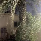نخل إخلاص منتج