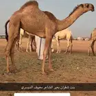 حواره فرديه ياهل الزين