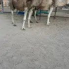 للبيع ابل مخض