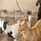للبيع جفرتين وتيس قزمي