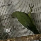 دره انثئ تم البيع