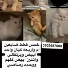 تكفون انشرو العرض بكل مكااان