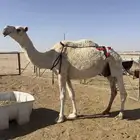 ضروبة وضحا مبيوع ولدها