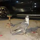 صقر جير حر طير