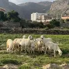 للبيع غنم مقاني حريه