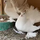 رقاص هندي