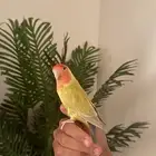 طيور بادجي وروز اليفه