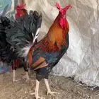 الديك انباع. وبيع الدجاج معلق