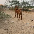 للبيع تيس محايلي