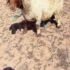غنم نعيم للبيع مراح