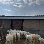 8 طليان و 8 رخال