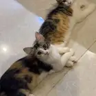كتنز للتبني