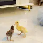 بطه مع صوص