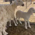 شاه