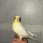 فرخ كروان ( كوكتيل )