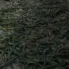 أعلاف ذره نظيفه