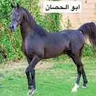 حصان واهو بطل