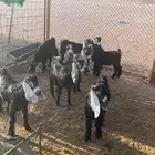 تيوس
