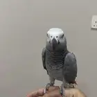 ببغاء كاسكو جامبو