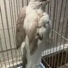 ذكر كروان بايد جاهز للانتاج