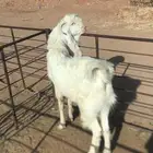 للبيع تيس فحل شرط توا طالع ثني