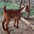 مشروع اوشح