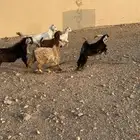 تيوس