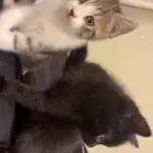 قطط للتبني