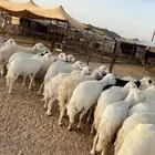 غنم للبيع العدد 50 راس حصيب تولد