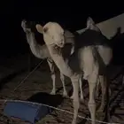 بكره مفروده شعلا طيبه